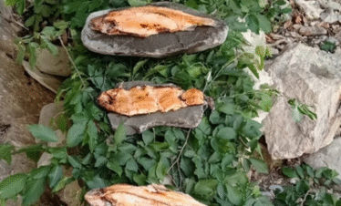 Survival Tour At Mali Me Gropa